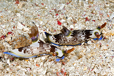 Two Dorid Nudibranch, Nembrotha lineolata, Komodo National Park, Indonesia