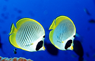 Panda butterflyfish, Chaetodon adiergastos, Indonesia, Indian Ocean, Komodo National Park