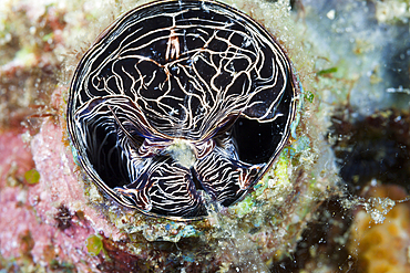 Great Worm Shell feeding, Serpulorbis grandis, Komodo National Park, Indonesia