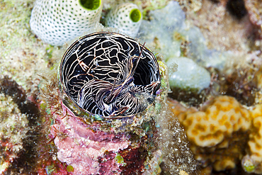 Great Worm Shell feeding, Serpulorbis grandis, Komodo National Park, Indonesia