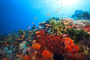 Colored Coral Reef, Komodo National Park, Indonesia