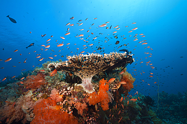 Colored Coral Reef, Komodo National Park, Indonesia