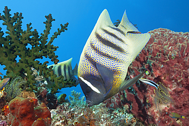 Six-banded Angelfish cleaned by Cleaner Wrasse, Pomacanthus sexstriatus, Komodo National Park, Indonesia