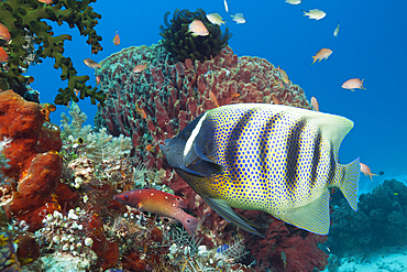 Six-banded Angelfish, Pomacanthus sexstriatus, Komodo National Park, Indonesia