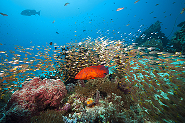 Glassy Sweepers in Coral Reef, Parapriacanthus ransonneti, Komodo National Park, Indonesia