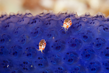 Gammaridean Amphipod, Cyproidea sp., Komodo National Park, Indonesia