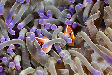 Pink Anemonefish hiding Sea anemone, Amphiprion perideraion, Komodo National Park, Indonesia