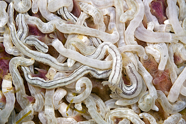 Lamberts Worm Sea Cucumber, Synaptula lamberti, Komodo National Park, Indonesia