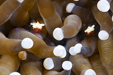 Mushroom Coral Commensal Shrimp, Periclimenes kororensis, Komodo National Park, Indonesia