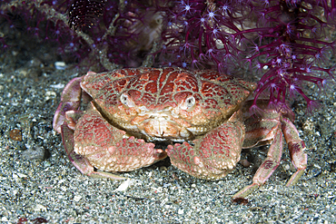 Splendid Red Spooner Crab, Etisus splendidus, Komodo National Park, Indonesia