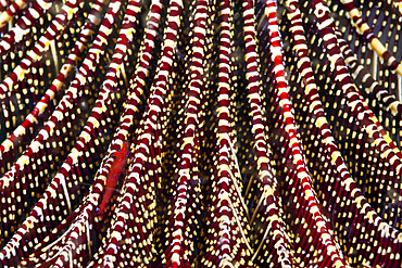 Red Crinoid Shrimp in Feather Star, Periclimenes amboinensis, Komodo National Park, Indonesia