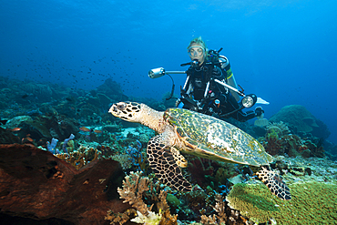 Hawksbill Sea Turtle and Scuba diver, Eretmochelys imbricata, Komodo National Park, Indonesia