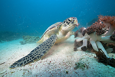 Green Sea Turtle, Chelonia mydas, Komodo National Park, Indonesia