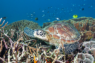 Green Sea Turtle, Chelonia mydas, Komodo National Park, Indonesia