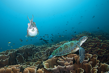 Broadclub Cuttlefish and Green Sea Turtle, Sepia latimanus, Komodo National Park, Indonesia