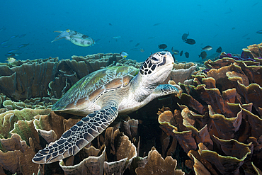 Green Sea Turtle, Chelonia mydas, Komodo National Park, Indonesia