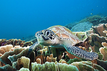 Green Sea Turtle, Chelonia mydas, Komodo National Park, Indonesia