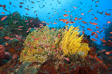 Colored Reef Top, Komodo National Park, Indonesia