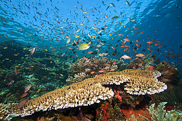 Colored Reef Top, Komodo National Park, Indonesia