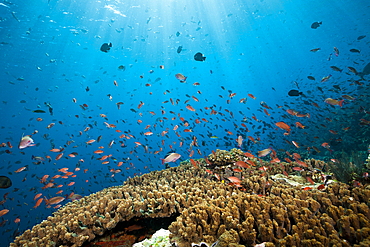 Colored Reef Top, Komodo National Park, Indonesia