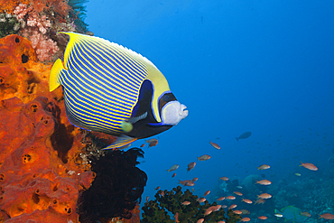 Emperor Angelfish in Coral Reef, Pomacanthus imperator, Komodo National Park, Indonesia