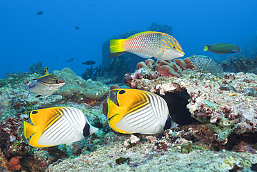 Pair of Threadfin Butterflyfish, Chaetodon auriga, Komodo National Park, Indonesia