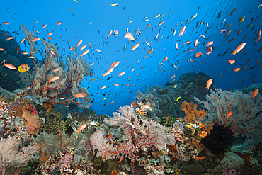 Species-rich Coral Reef, Komodo National Park, Indonesia