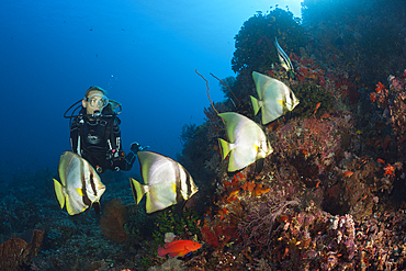 Scuba Diver and Pinnate Batfish, Platax pinnatus, Komodo National Park, Indonesia