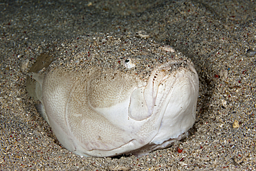 Whitemargin Stargazer, Uranoscopus sulphureus, Komodo National Park, Indonesia