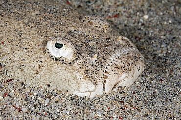 Whitemargin Stargazer, Uranoscopus sulphureus, Komodo National Park, Indonesia