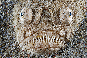 Whitemargin Stargazer, Uranoscopus sulphureus, Komodo National Park, Indonesia