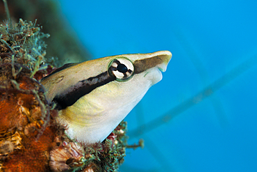 Mimic Blenny, Aspidontus taeniatus, Komodo National Park, Indonesia