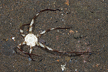 Branching Tube Anemone, Actinostephanus haeckeli, Komodo National Park, Indonesia