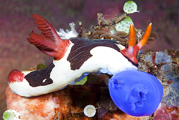 Dorid Nudibranch, Nembrotha rutilans, Komodo National Park, Indonesia