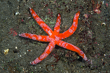 Six-armed Luzon Starfish, Echinaster luzonicus, Komodo National Park, Indonesia