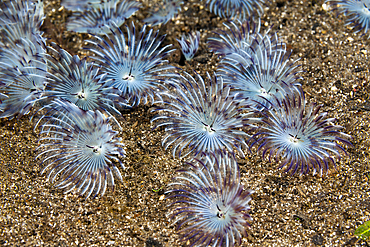 Fan Worms on sandy Bottom, Sabellastarte sp., Komodo National Park, Indonesia