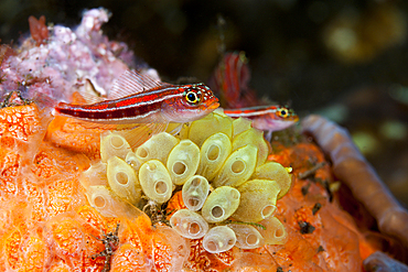 Striped Triplefin on Tunicate, Helcogramma striata, Komodo National Park, Indonesia