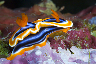 Dorid Nudibranch, Chromodoris magnifa, Komodo National Park, Indonesia