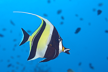 Moorish Idol, Zanclus cornutus, Komodo National Park, Indonesia