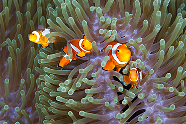 Clown Anemonefishes, Amphiprion ocellaris, Komodo National Park, Indonesia