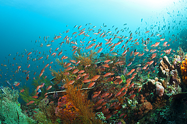 Anthias over Coral Reef, Pseudanthias squamipinnis, Komodo National Park, Indonesia