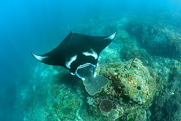 Reef Manta, Manta alfredi, Komodo National Park, Indonesia