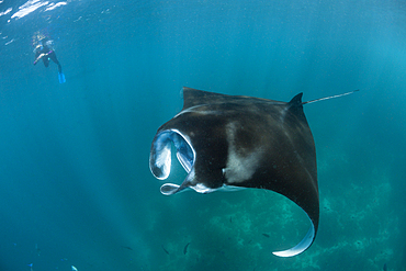 Reef Manta, Manta alfredi, Komodo National Park, Indonesia