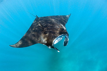 Reef Manta, Manta alfredi, Komodo National Park, Indonesia