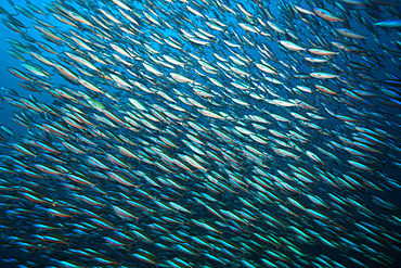 Shoal of Neon Fusiliers, Pterocaesio tile, Komodo National Park, Indonesia