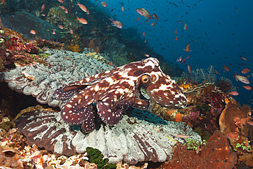 Day Octopus, Octopus cyanea, Komodo National Park, Indonesia