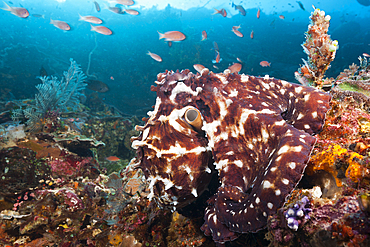 Day Octopus, Octopus cyanea, Komodo National Park, Indonesia