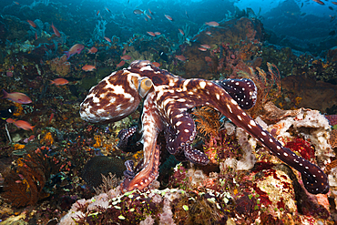 Day Octopus, Octopus cyanea, Komodo National Park, Indonesia