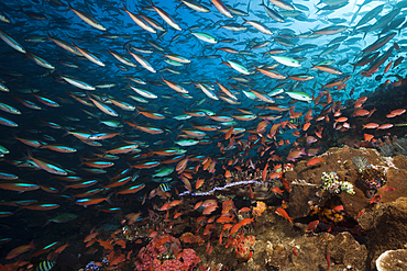 Neon Fusiliers over Coral Reef, Pterocaesio tile, Komodo National Park, Indonesia