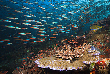 Neon Fusiliers over Coral Reef, Pterocaesio tile, Komodo National Park, Indonesia